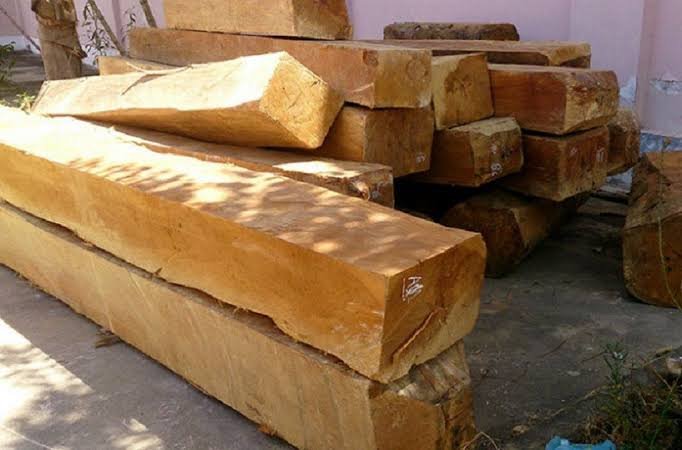 Gỗ táu là gì? Mọi thứ bạn cần biết Go Tau Thuoc Nhom May