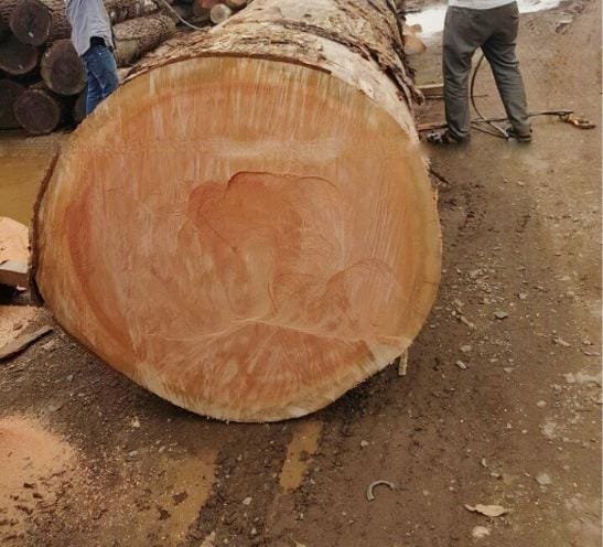 Gỗ xoan đào Nam Phi là gỗ gì?