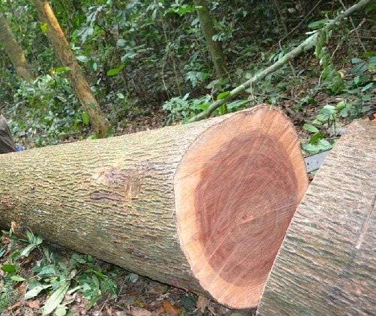 Gỗ xoan đào là gì? Mọi thứ bạn cần biết Gỗ xoan đào thuộc nhóm mấy?