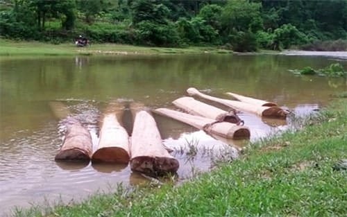 Gỗ xoan ngâm bao lâu? Bật mí cách ngâm gỗ xoan hiệu quả Go Xoan Ngam