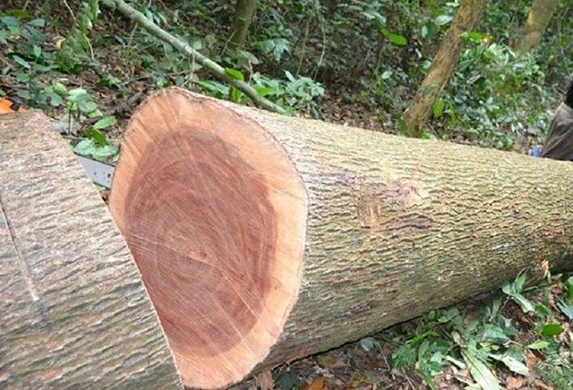 Giường gỗ xoan đào có tốt không? Nên chọn mua loại nào? Ưu điểm gỗ xoan đào
