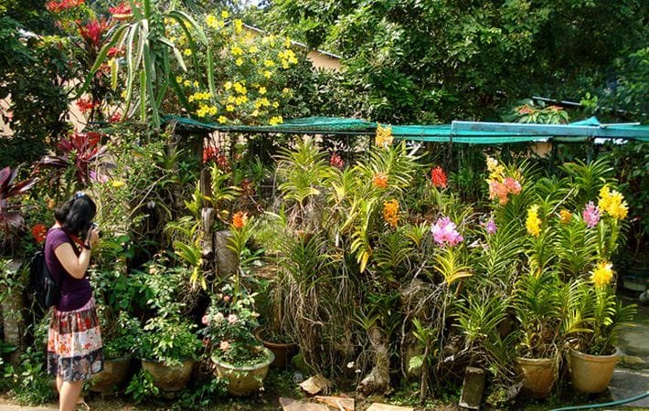 Vuon Lan Nha Co Binh Thuy