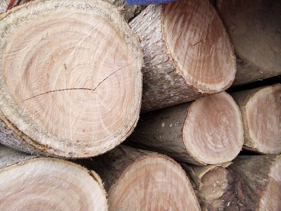 Gỗ xoan ta nhóm mấy có tốt không? Ứng dụng và cách nhận biết Gỗ xoan ta nhóm mấy?