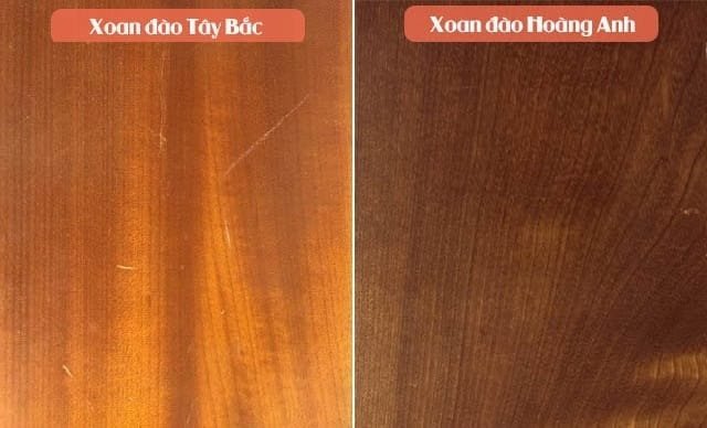 So sánh gỗ xoan đào Hoàng Anh Gia Lai và gỗ xoan đào Tây Bắc