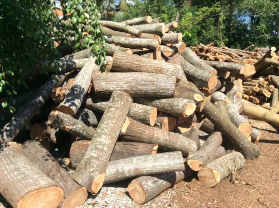 Gỗ xoan có trồng được lan, có ghép được lan không? Gỗ xoan có trồng được lan không?