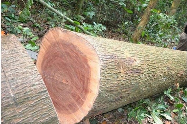 Gỗ xoan là gì? Mọi thứ bạn cần biết Go Xoan Dao